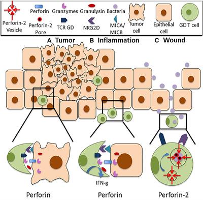 Perforins Expression by Cutaneous Gamma Delta T Cells